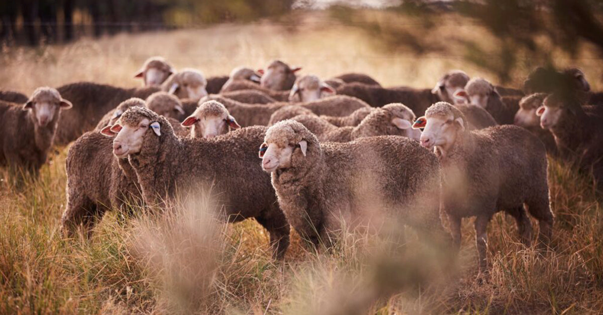 Why Everyone Wants Merino Wool Now