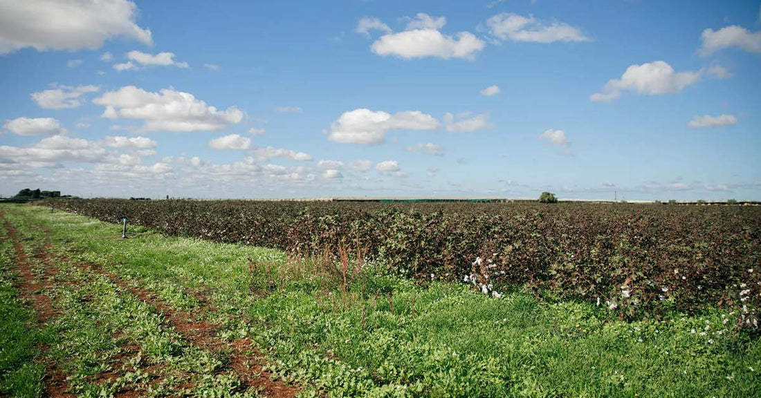 Armani's Radical Bet on Regenerative Italian Cotton