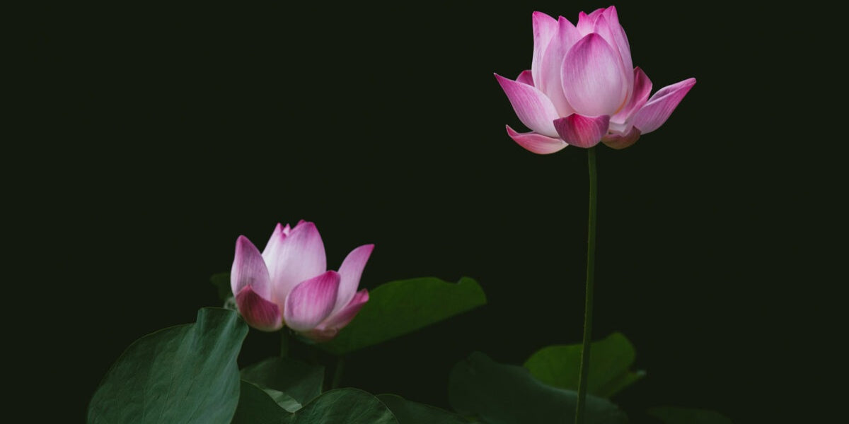 Bangladesh's Emerging Role in Sustainable Luxury Fashion: The Rise of Lotus Silk