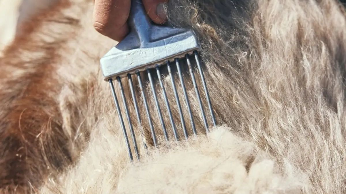 Cashmere Grades Explained: What Decides Quality