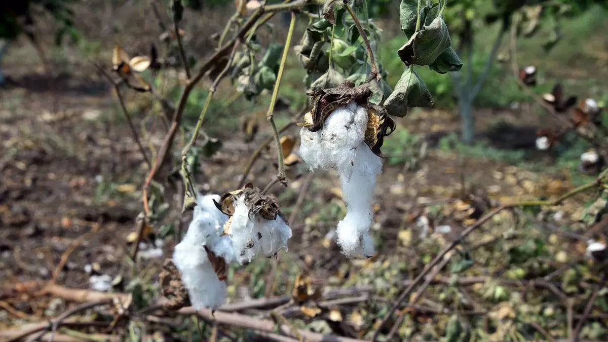 Revolutionizing Cotton Farming: The 5-Year Mission for Cotton Productivity